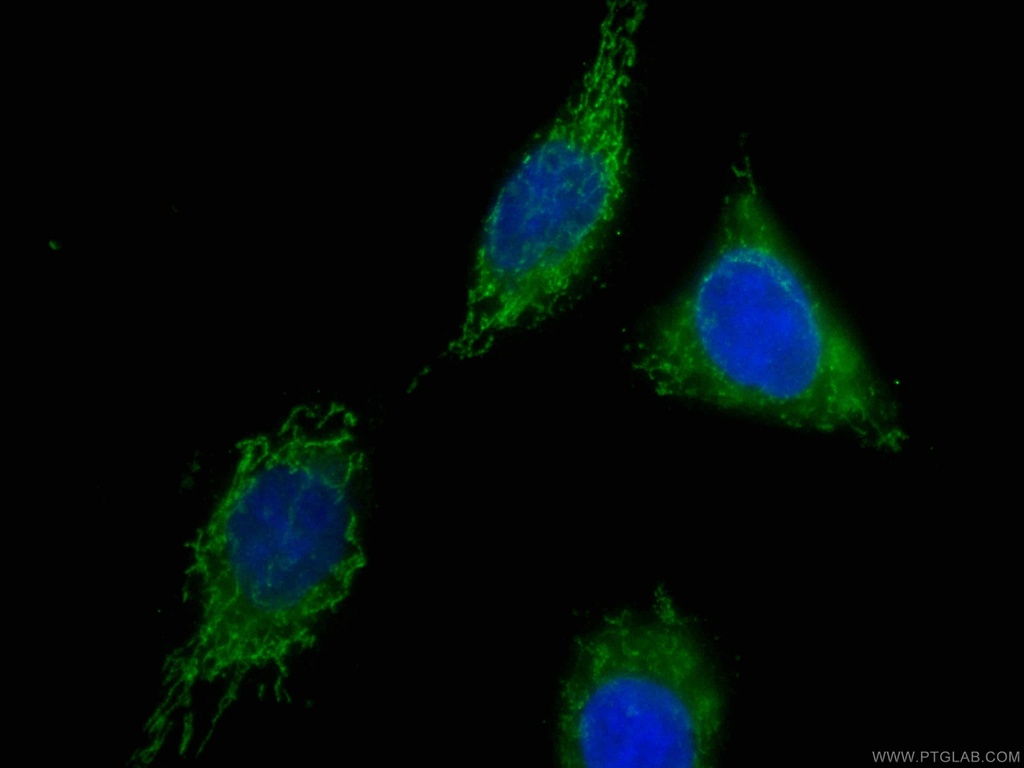 CoraLite®488-conjugated CNPY2, MSAP Monoclonal antibody