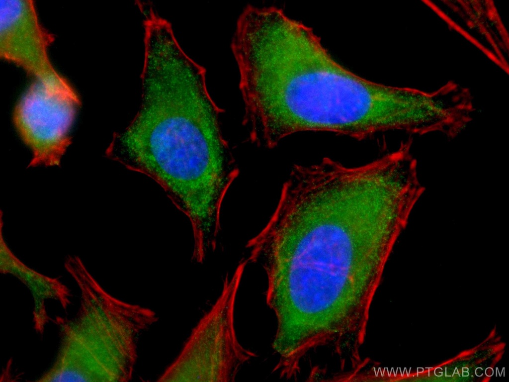 CoraLite®488-conjugated ERK1/2 Monoclonal antibody