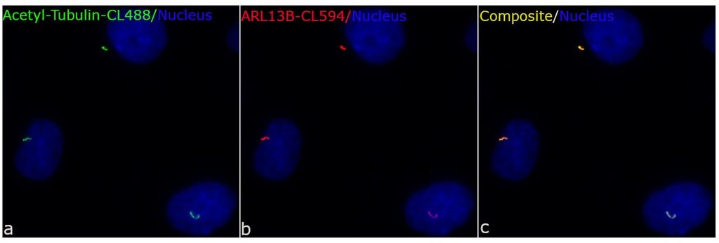 CoraLite®488-conjugated acetylated Tubulin(Lys40) Monoclonal antibody
