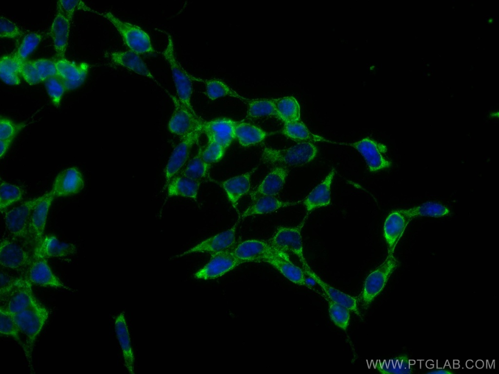 CoraLite®488-conjugated SERPINE2 Monoclonal antibody