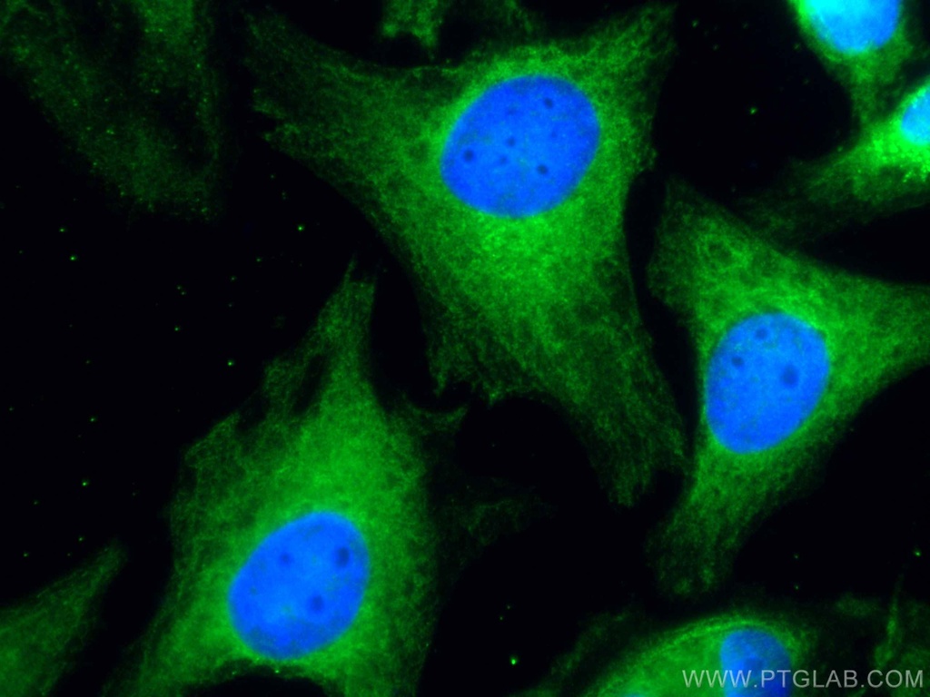 CoraLite®488-conjugated JNK Monoclonal antibody