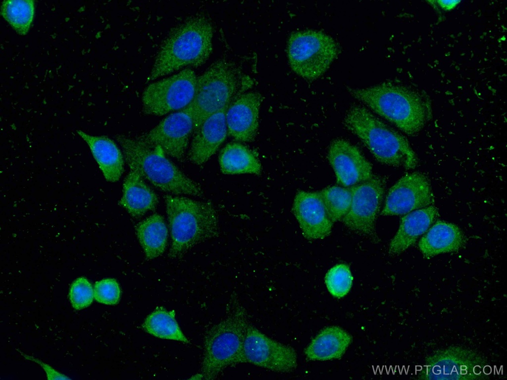 CoraLite®488-conjugated 14-3-3 Sigma Monoclonal antibody