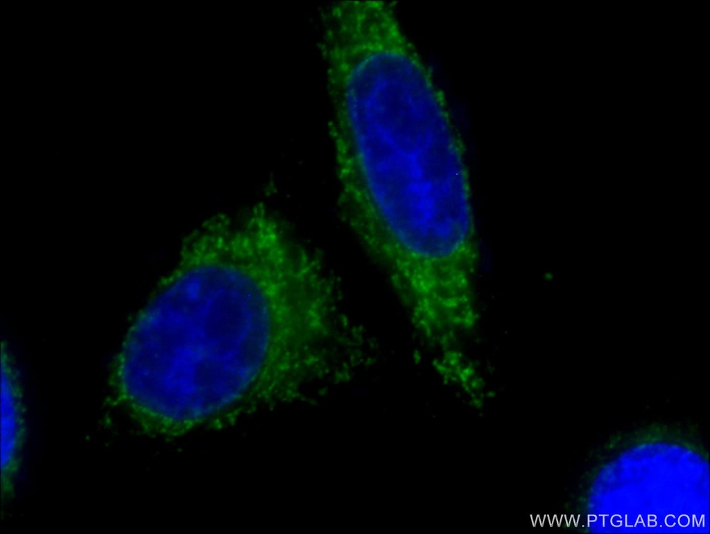 CoraLite®488-conjugated Cytochrome c Monoclonal antibody