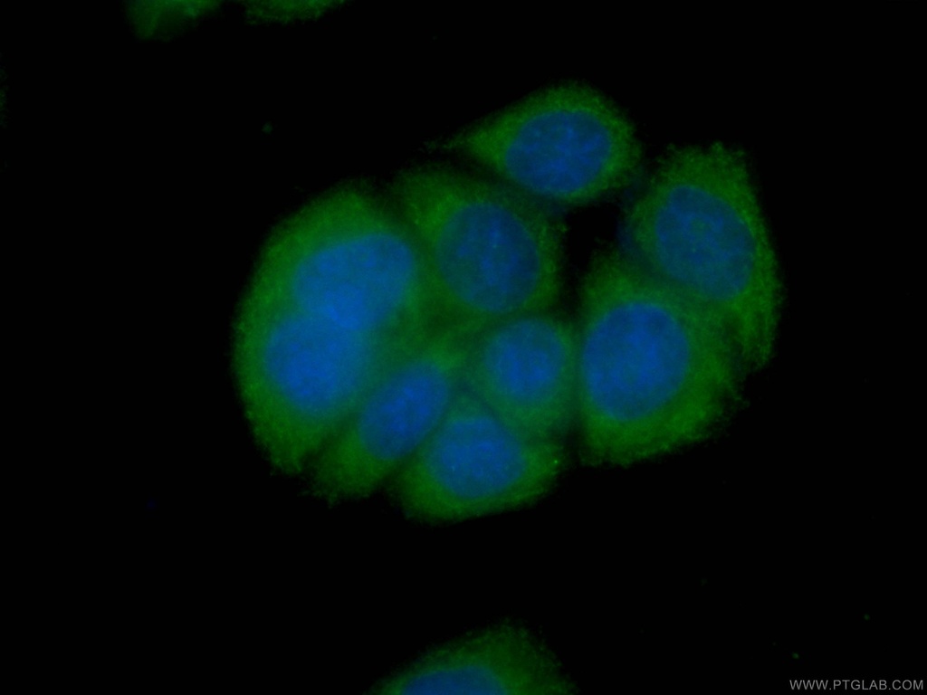CoraLite®488-conjugated CAPG Monoclonal antibody