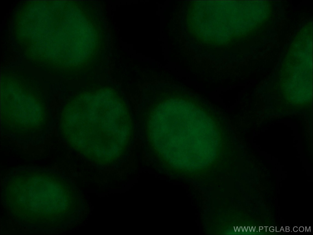 CoraLite®488-conjugated YY1 Monoclonal antibody
