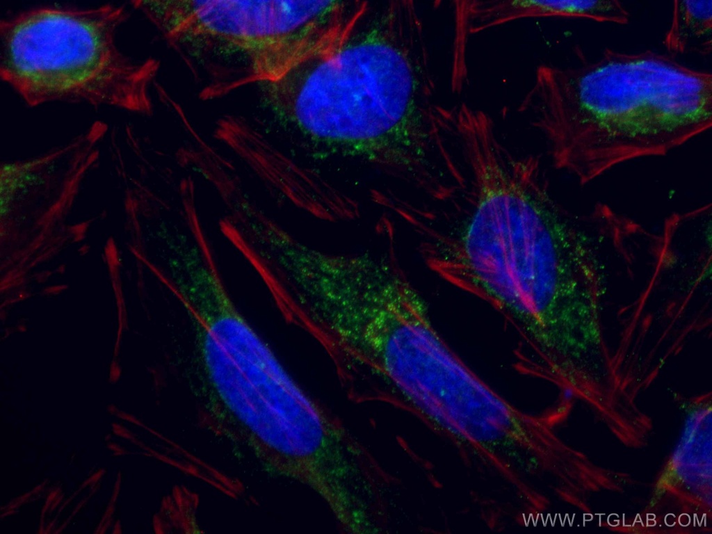 CoraLite®488-conjugated TRAF3 Monoclonal antibody
