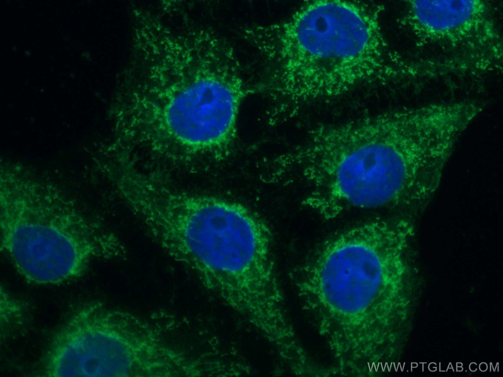 CoraLite®488-conjugated SFRP2 Monoclonal antibody