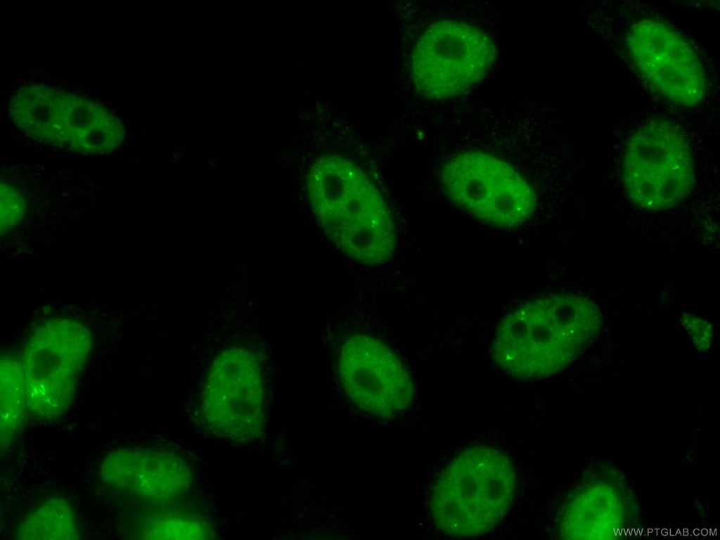 CoraLite®488-conjugated NUDT21 Monoclonal antibody