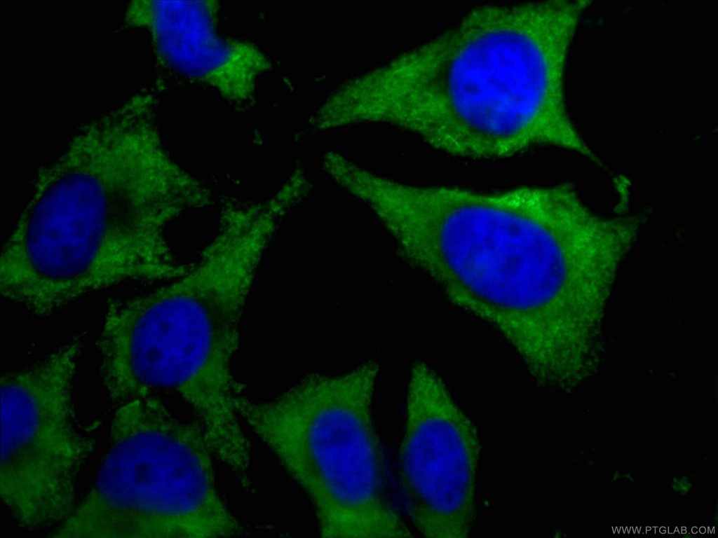 CoraLite®488-conjugated CAPRIN1 Monoclonal antibody