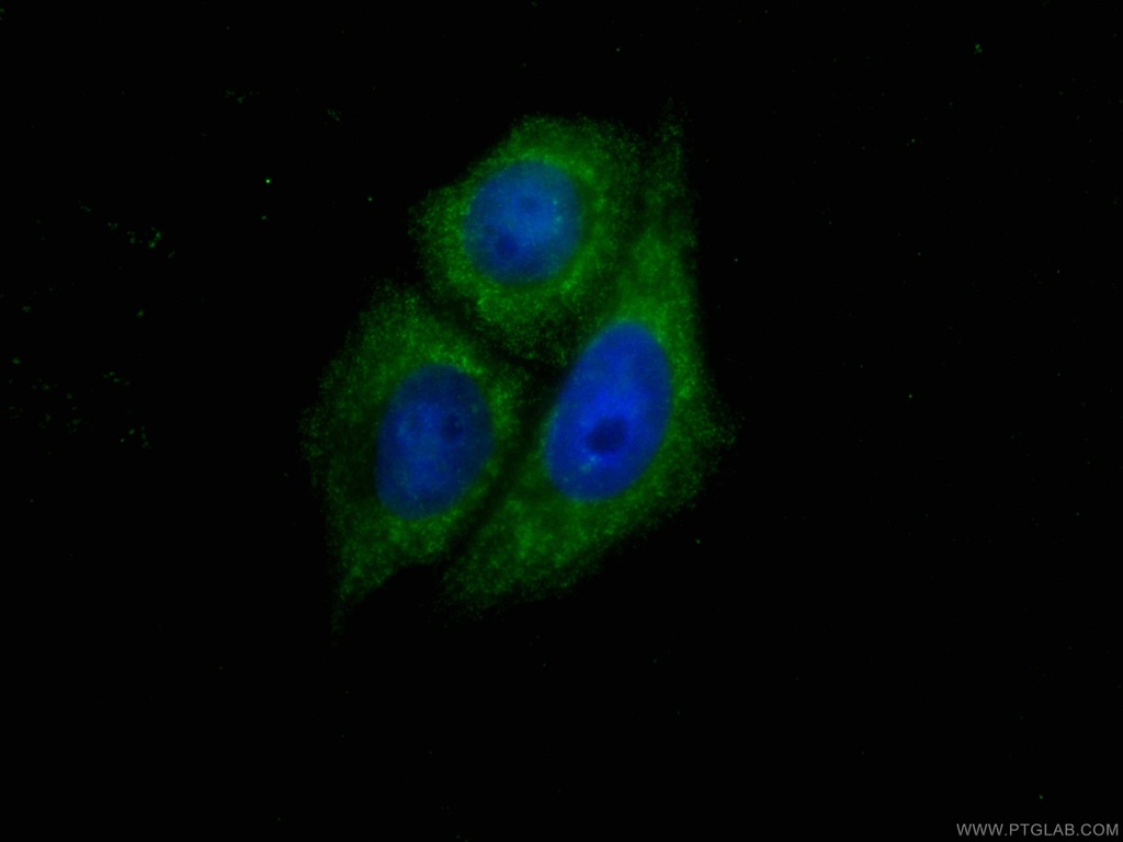 CoraLite®488-conjugated SIRT2 Monoclonal antibody