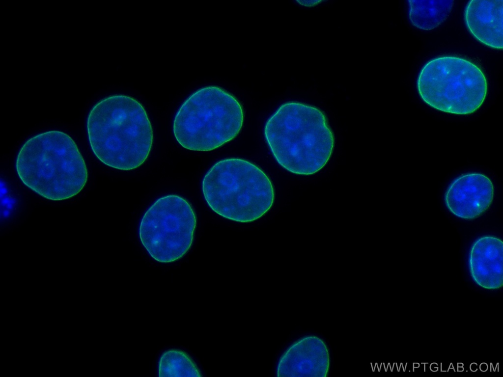 CoraLite®488-conjugated Heavy chain of Rabbit IgG Monoclonal antibody