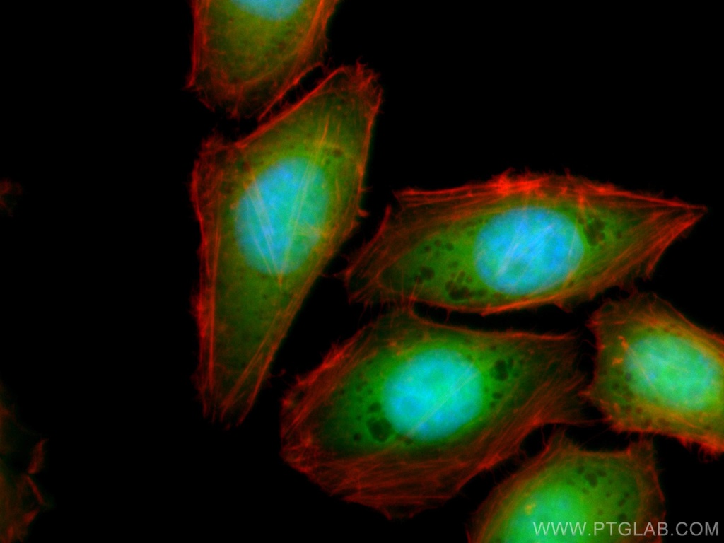 CoraLite®488-conjugated TXN Monoclonal antibody