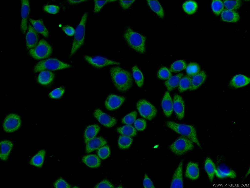 CoraLite®488-conjugated G3BP1 Monoclonal antibody