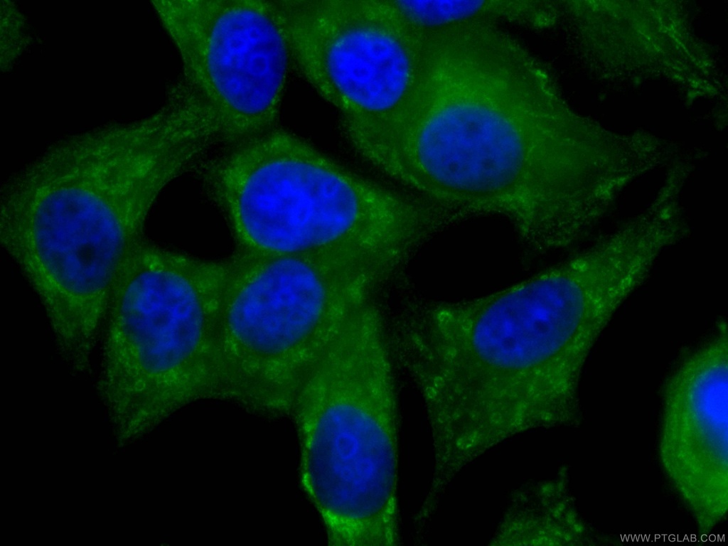 CoraLite®488-conjugated NRG1 Monoclonal antibody