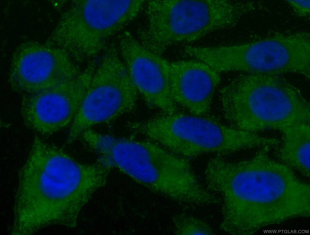 CoraLite®488-conjugated CNOT1 Monoclonal antibody
