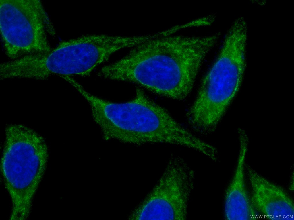 CoraLite®488-conjugated NF-κB p65 Monoclonal antibody