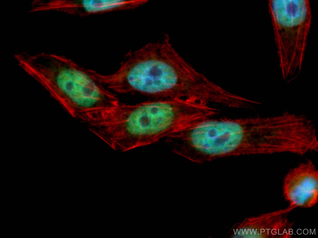 CoraLite®488-conjugated HuR Monoclonal antibody