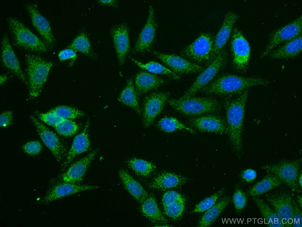CoraLite®488-conjugated ATF6 Monoclonal antibody