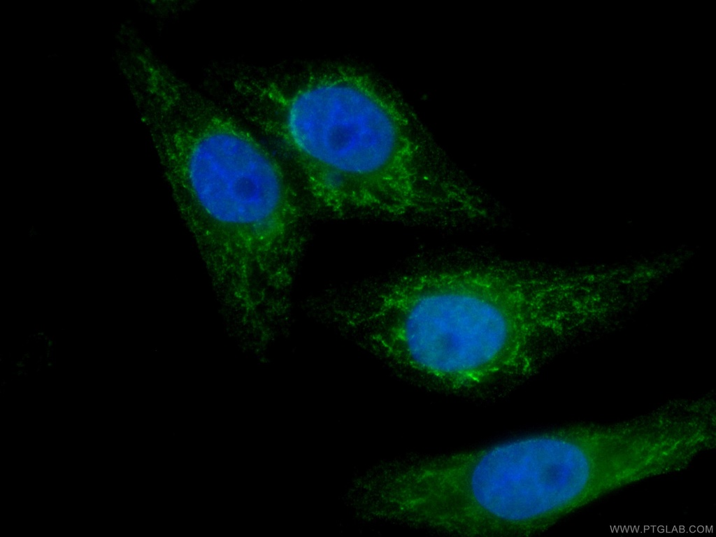 CoraLite®488-conjugated SDHA Monoclonal antibody