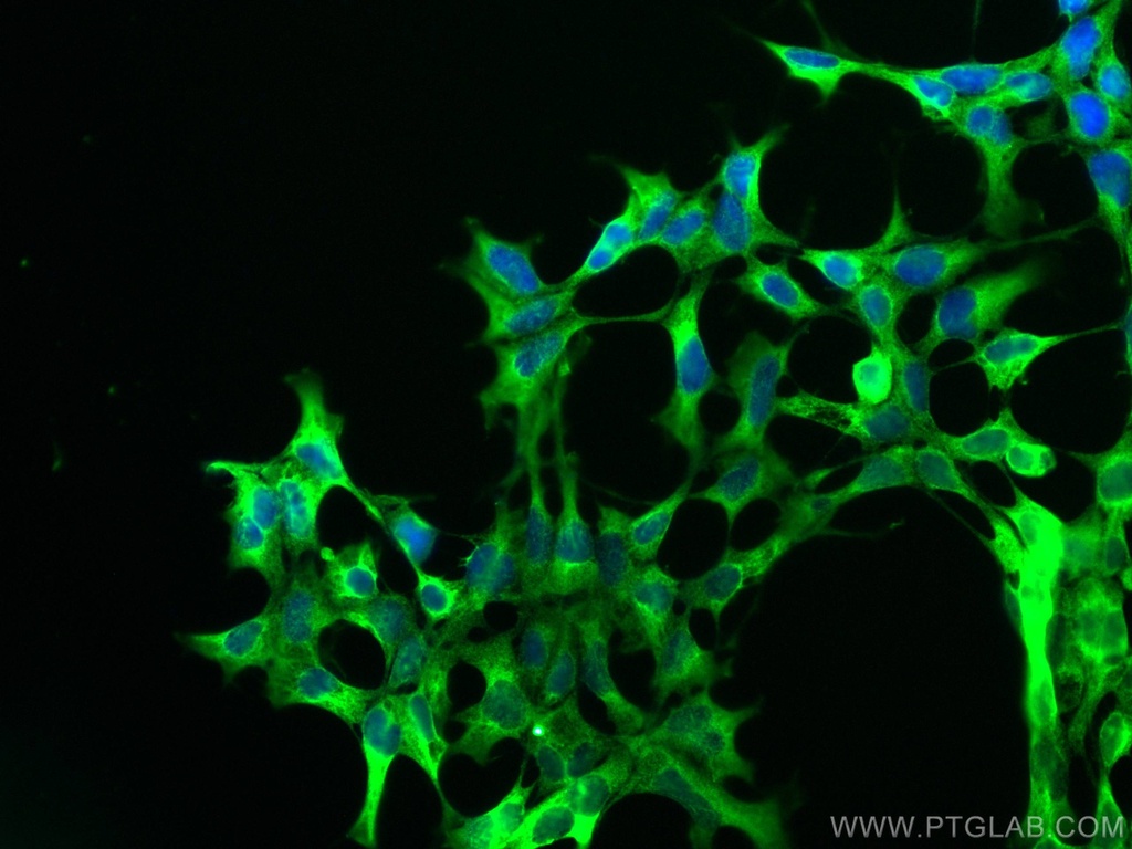 CoraLite®®488-conjugated PHD2/EGLN1 Monoclonal antibody