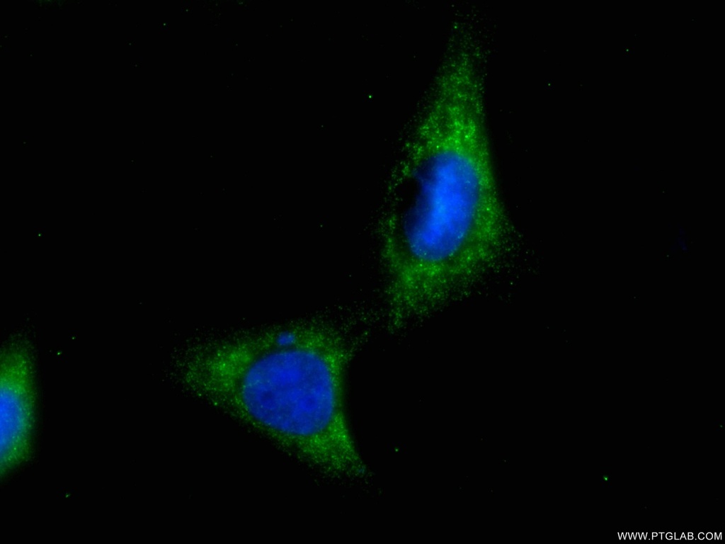 CoraLite®488-conjugated EIF4E Monoclonal antibody
