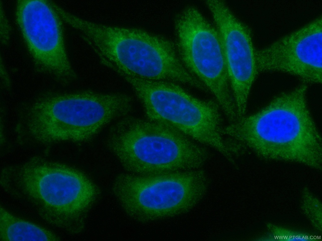 CoraLite®488-conjugated PDIA6 Monoclonal antibody