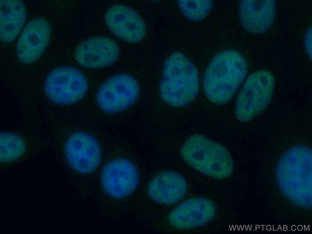 CoraLite®488-conjugated ASF/SF2 Monoclonal antibody