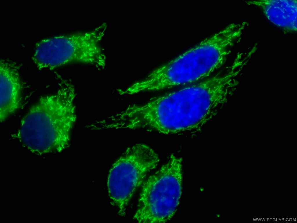 CoraLite®488-conjugated ATP5O Monoclonal antibody