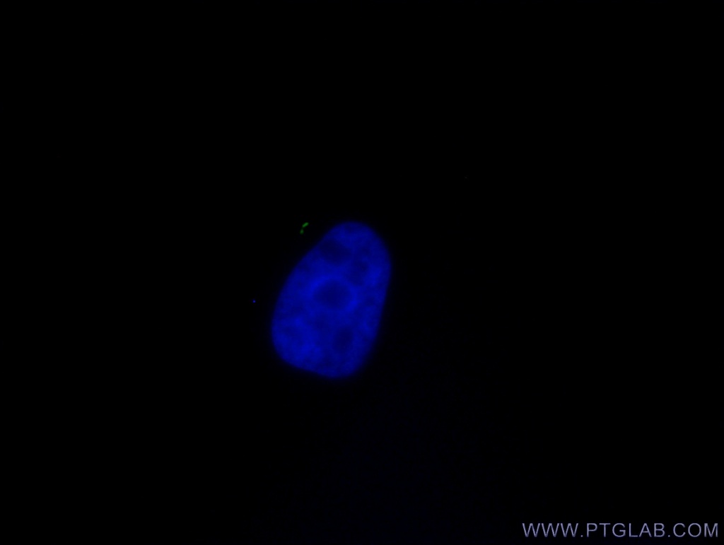 CoraLite®488-conjugated ARL13B Monoclonal antibody