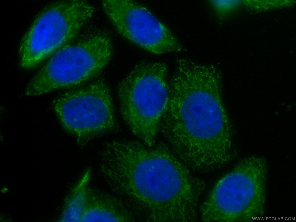 CoraLite®488-conjugated TRAF4 Monoclonal antibody