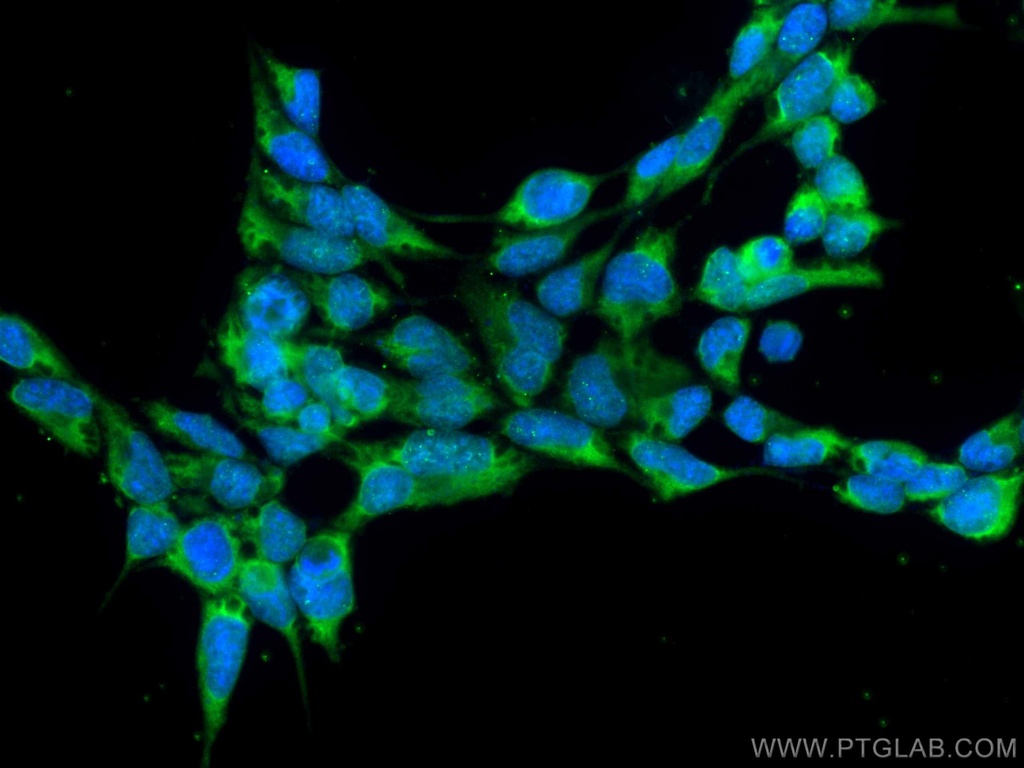 CoraLite®488-conjugated CRACR2A Monoclonal antibody