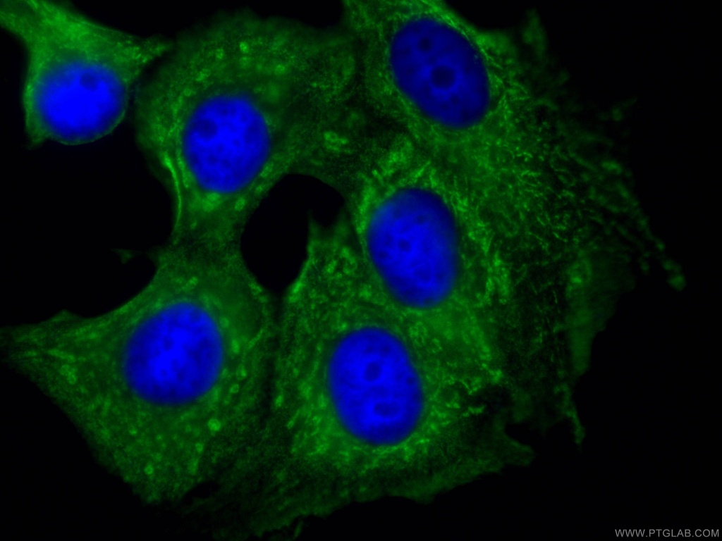 CoraLite®488-conjugated PTPN11 Monoclonal antibody