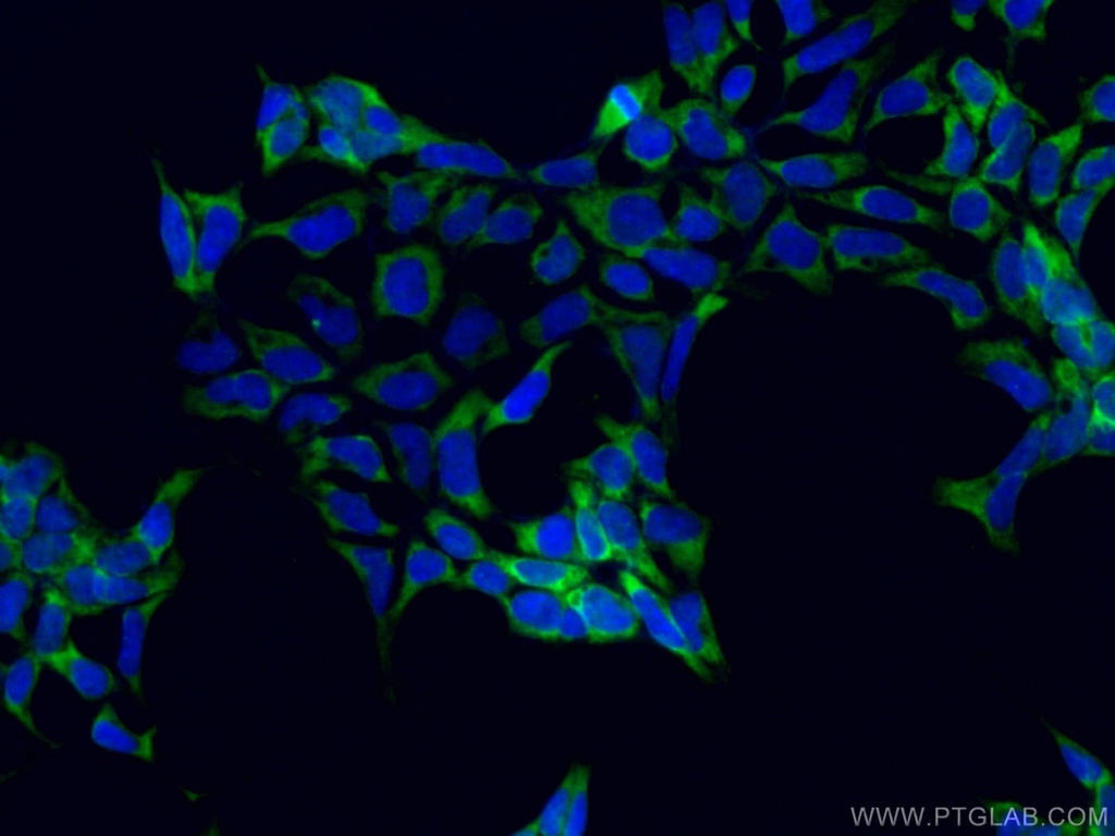 CoraLite®488-conjugated PABPC1,PABP Monoclonal antibody