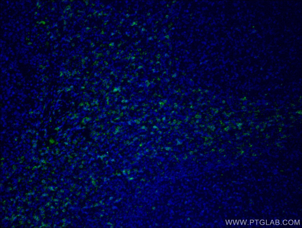 CoraLite®488-conjugated CD8 Monoclonal antibody