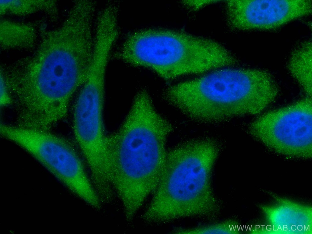 CoraLite®488-conjugated YAP1 Monoclonal antibody