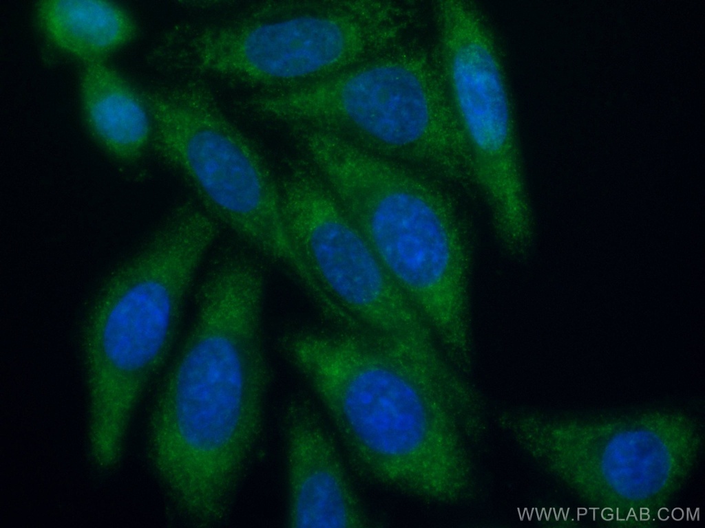 CoraLite®488-conjugated NFATC2 Monoclonal antibody