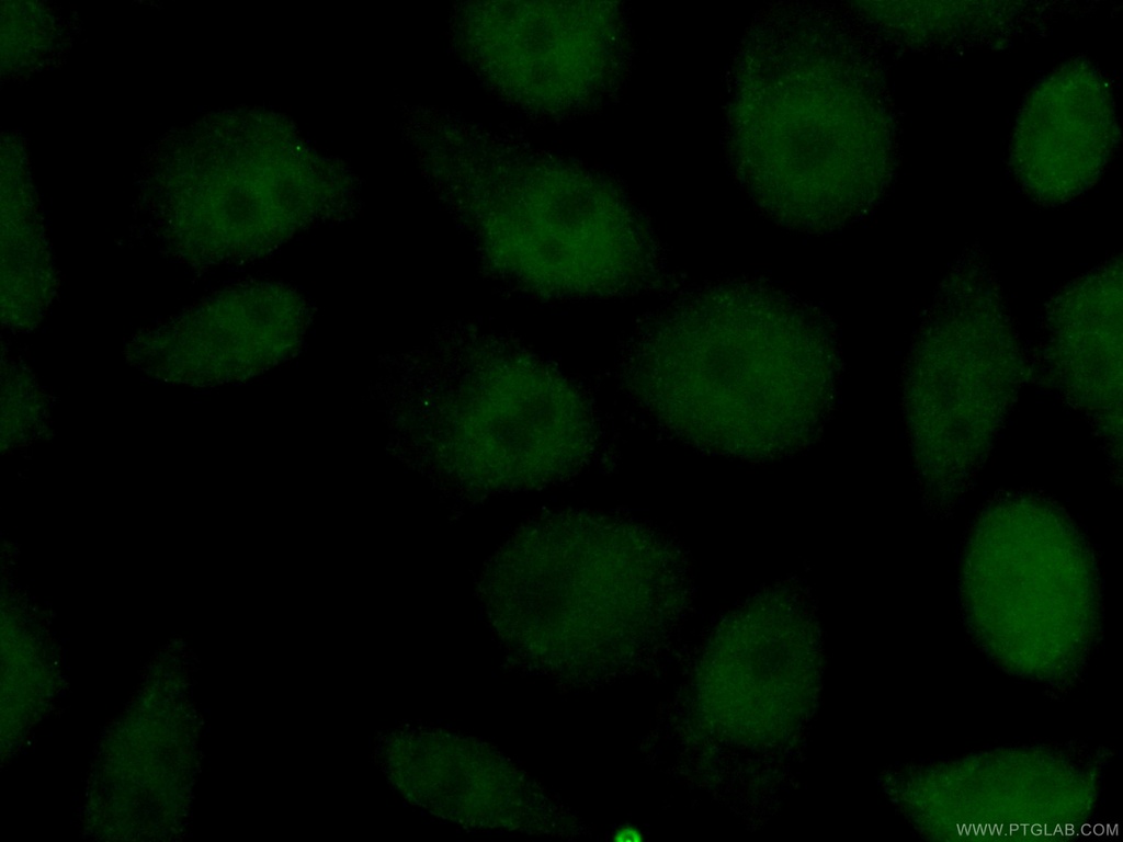 CoraLite®488-conjugated NBN Monoclonal antibody