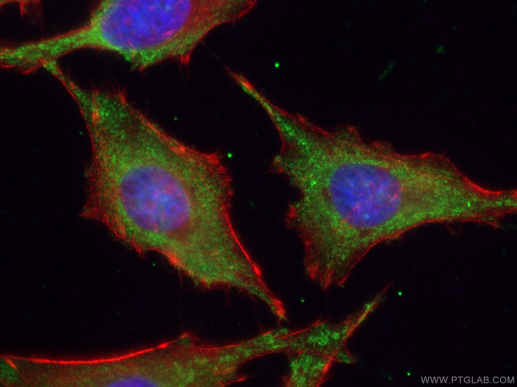 CoraLite®488-conjugated ATG9A Monoclonal antibody