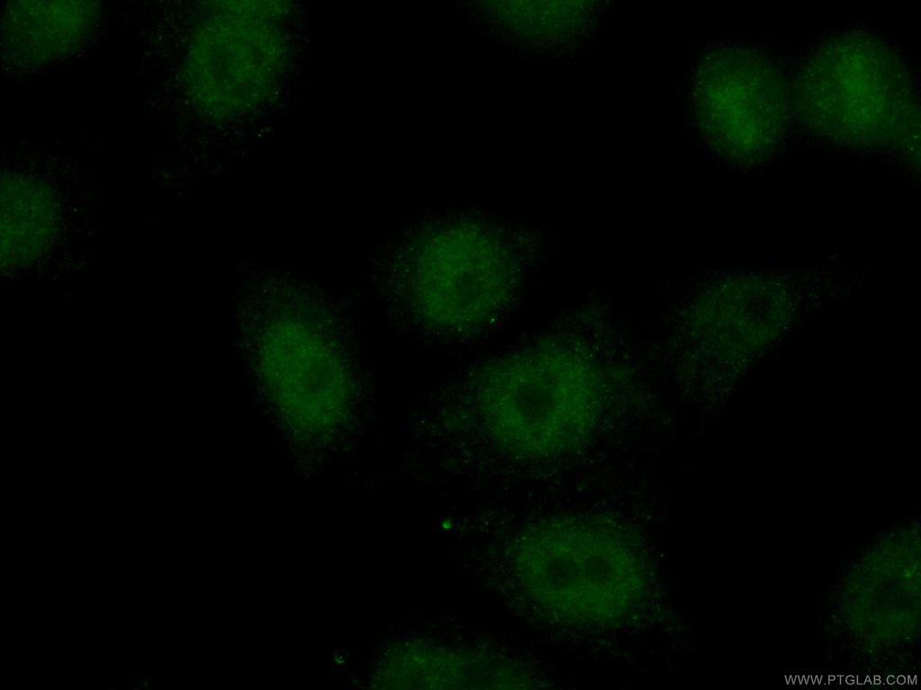 CoraLite®488-conjugated TCF3 Monoclonal antibody