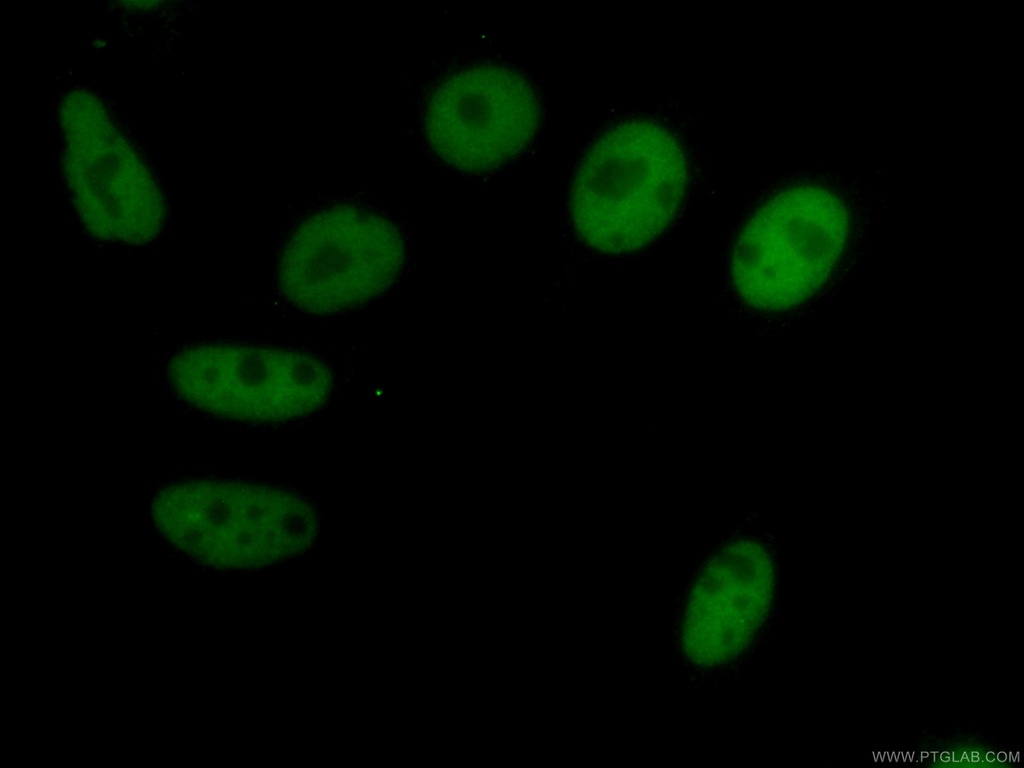 CoraLite®488-conjugated HDAC2 Monoclonal antibody