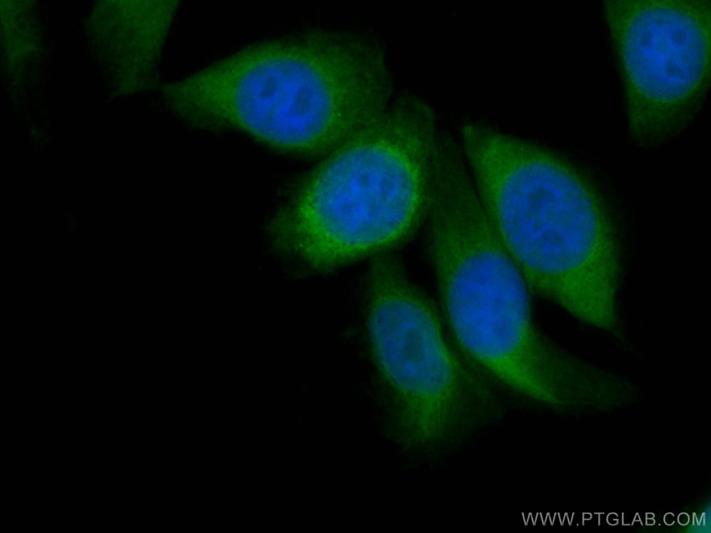 CoraLite®488-conjugated ENO1 Monoclonal antibody