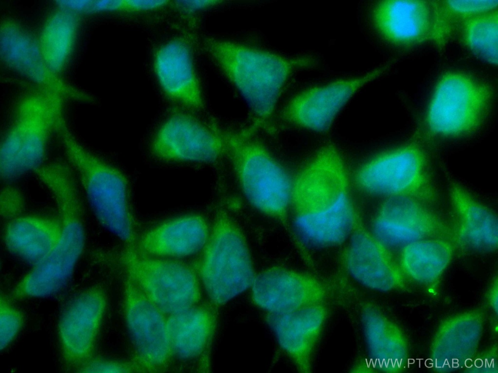 CoraLite®488-conjugated VAMP4 Monoclonal antibody