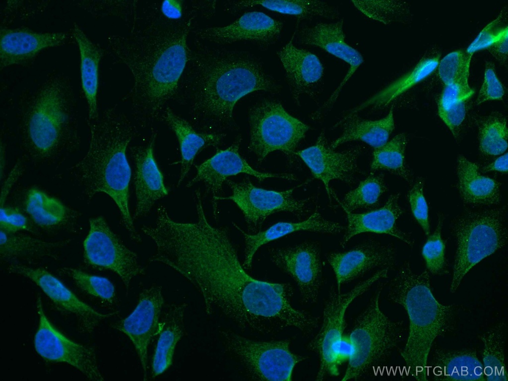 CoraLite®488-conjugated GSK3B Monoclonal antibody