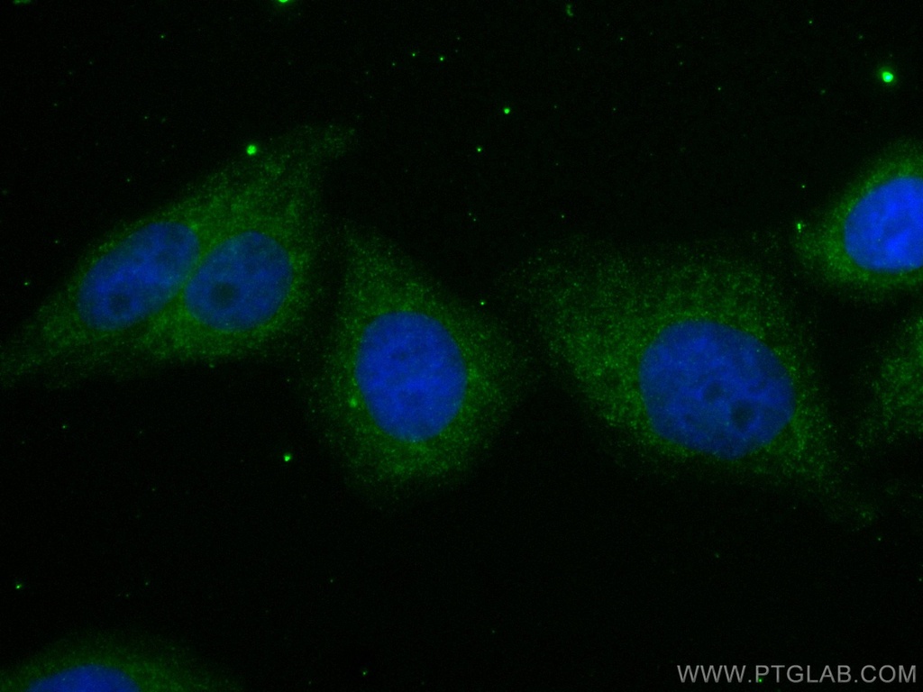 CoraLite®488-conjugated PPM1D Monoclonal antibody