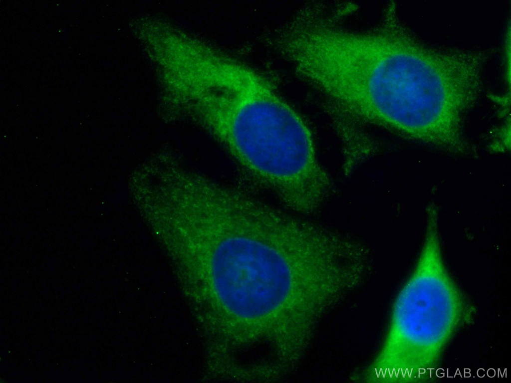 CoraLite®488-conjugated ALDOA Monoclonal antibody