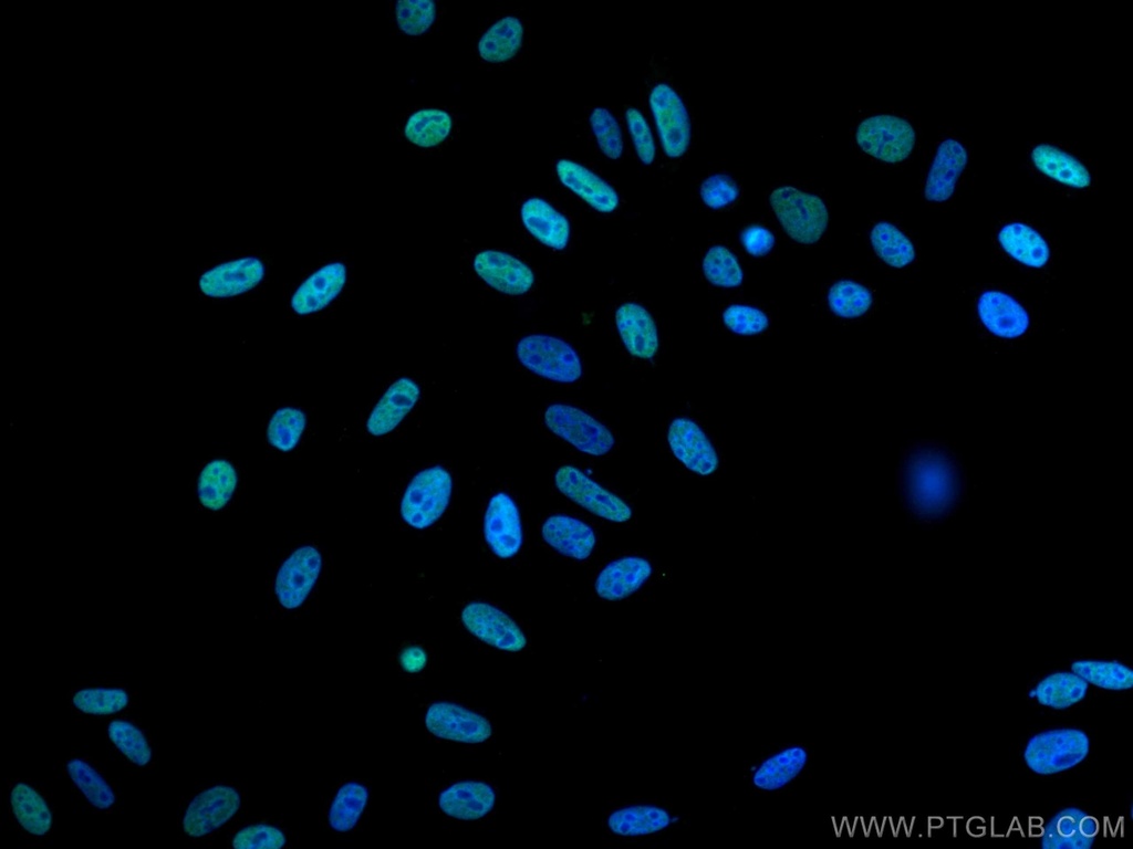 CoraLite®488-conjugated RALYL Monoclonal antibody