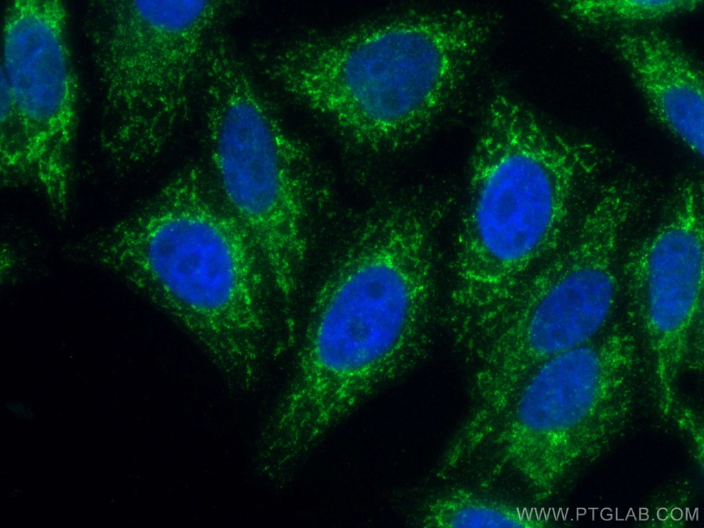 CoraLite®488-conjugated Tim23 Monoclonal antibody