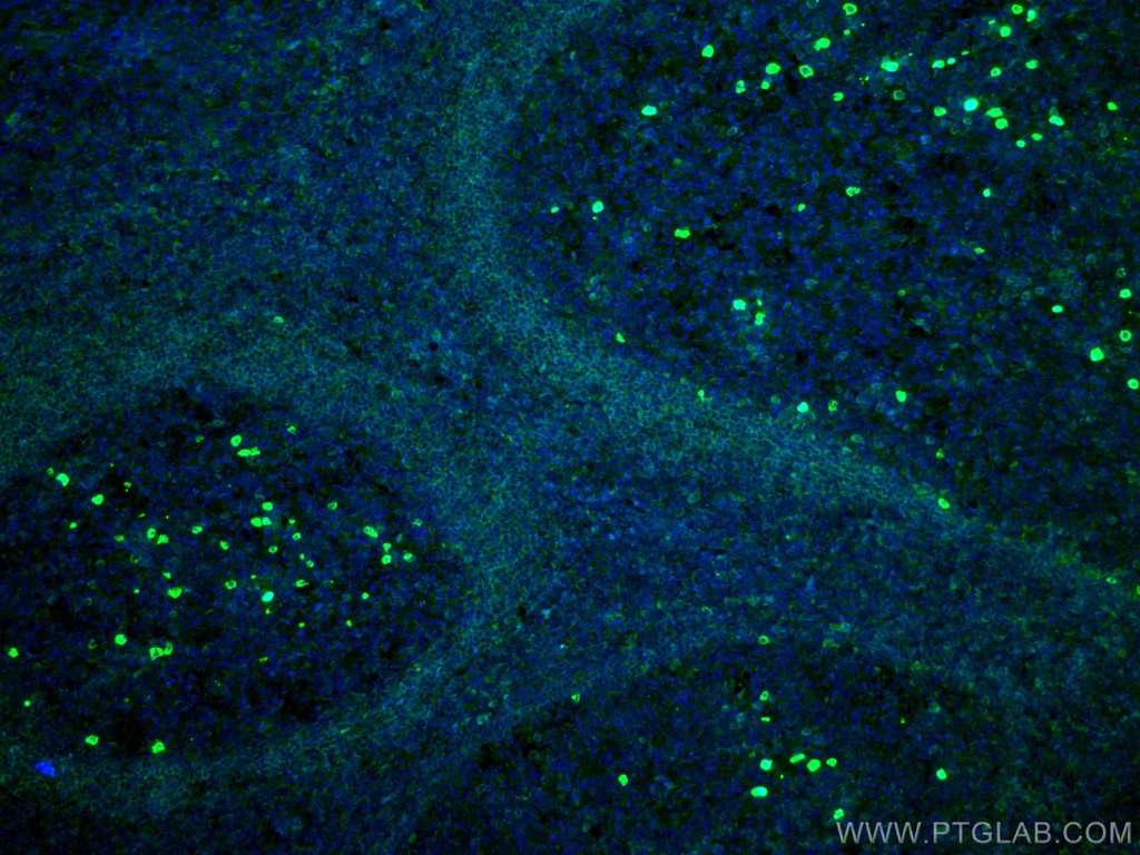 CoraLite®488-conjugated IGHD Monoclonal antibody