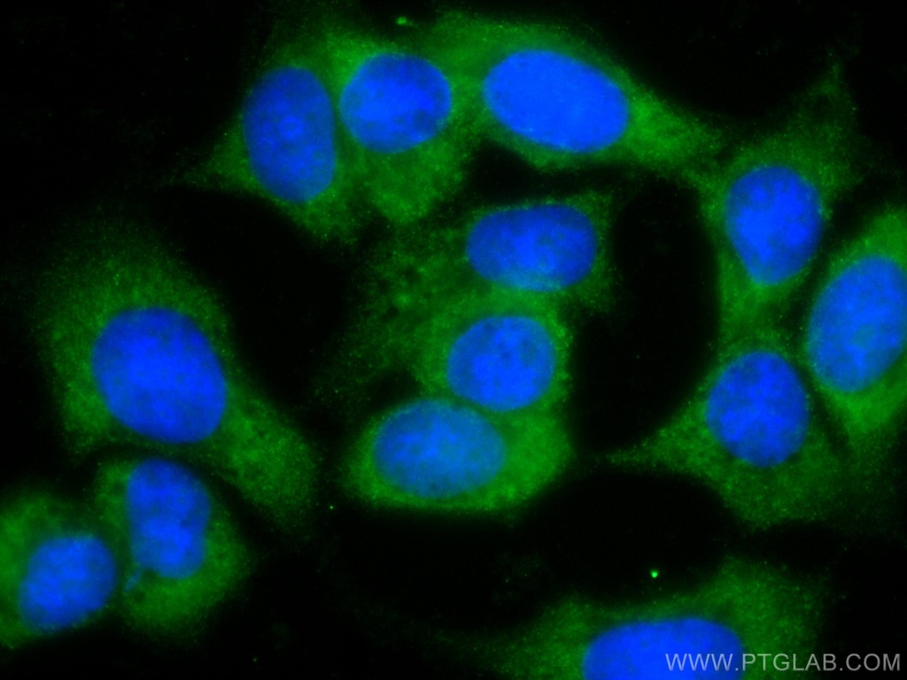 CoraLite®488-conjugated EIF1 Monoclonal antibody