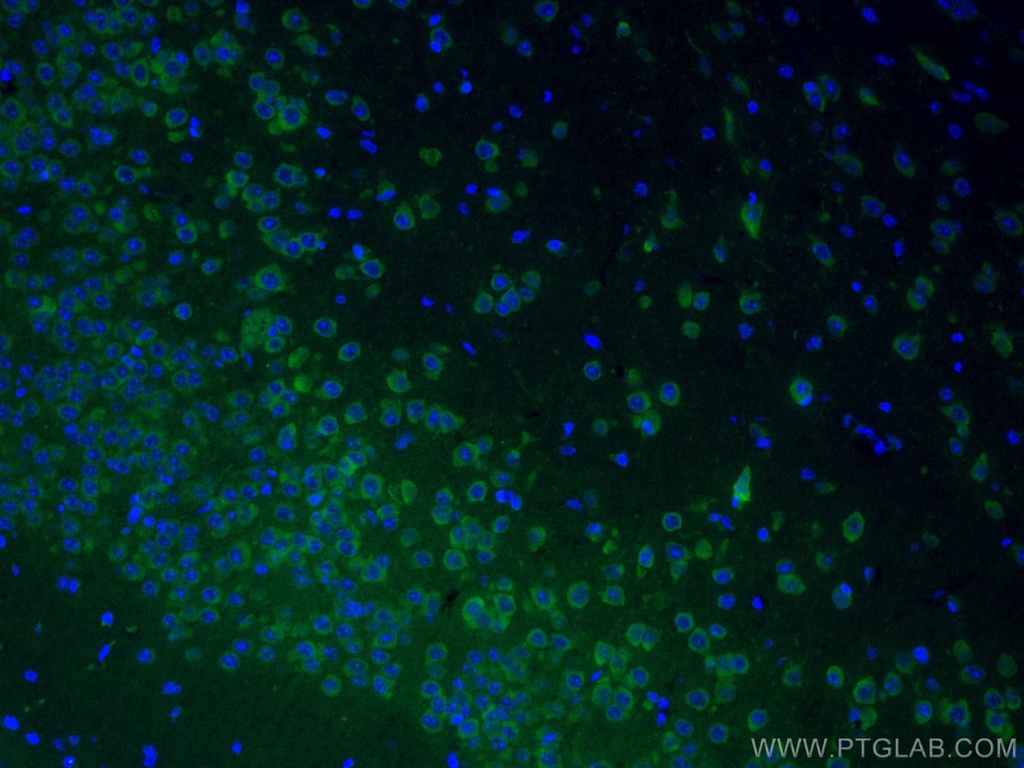 CoraLite®488-conjugated GRIA1 Monoclonal antibody